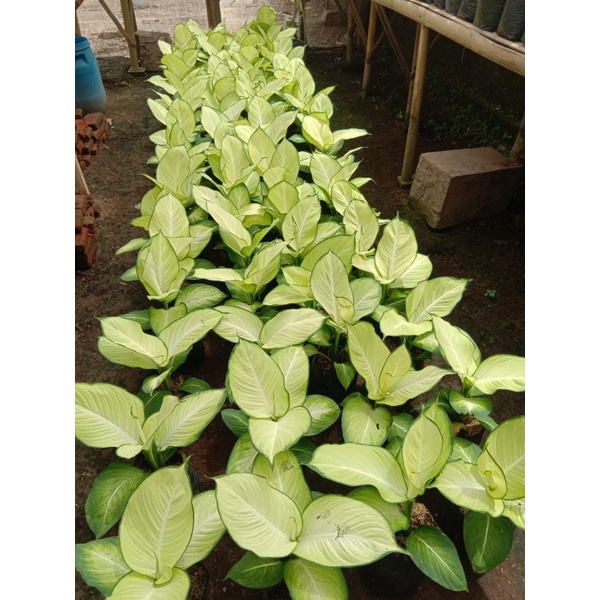 aglonema golden tisu