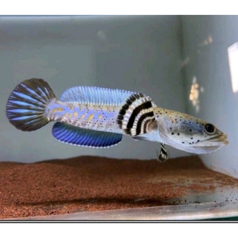 ikan CHANNA blue pulchra ukuran 9-10cm khusus luar pulau