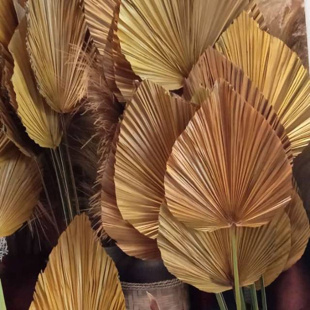 Dekorasi DAUN PALEM KERING GOLD DRIED PALM Shopee Indonesia Dekorasi DAUN PALEM KERING GOLD DRIED PALM Shopee Indonesia