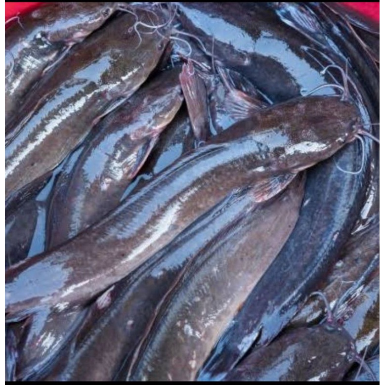 

Ikan Lele Segar 1000gr