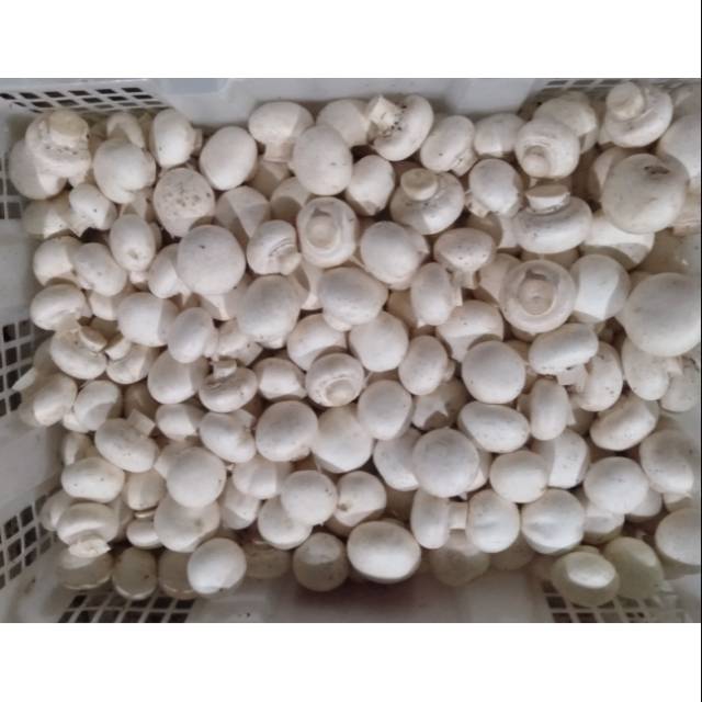 

Jamur Champignon ( kancing )