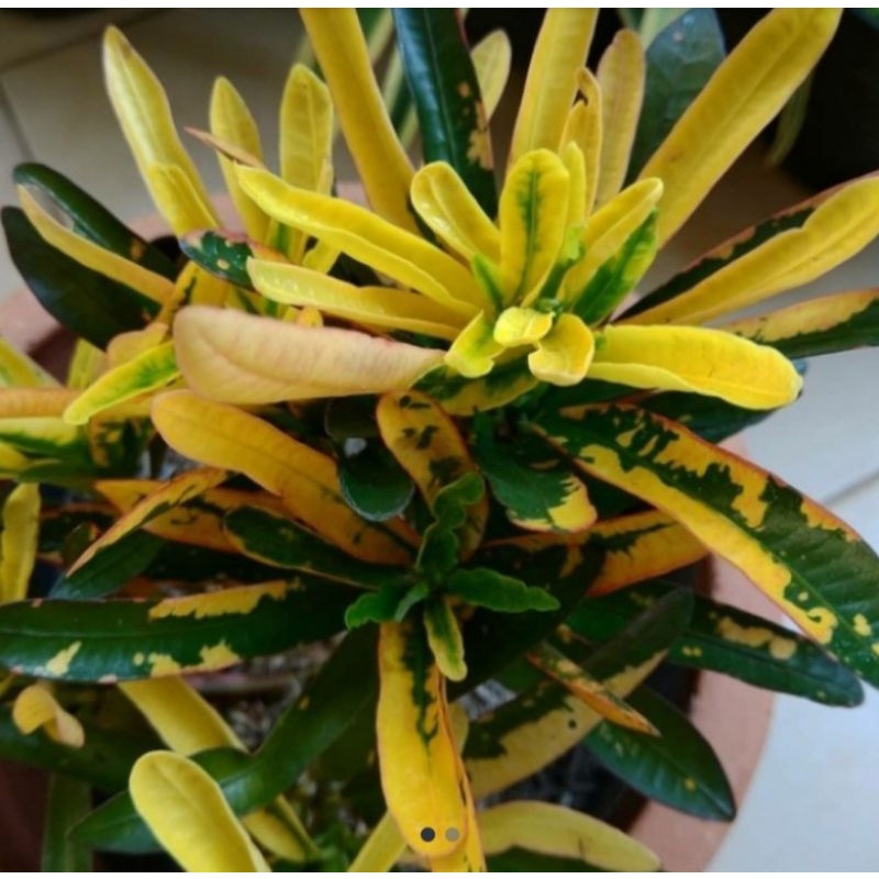 tanaman hias puring teri/pohon puring teri