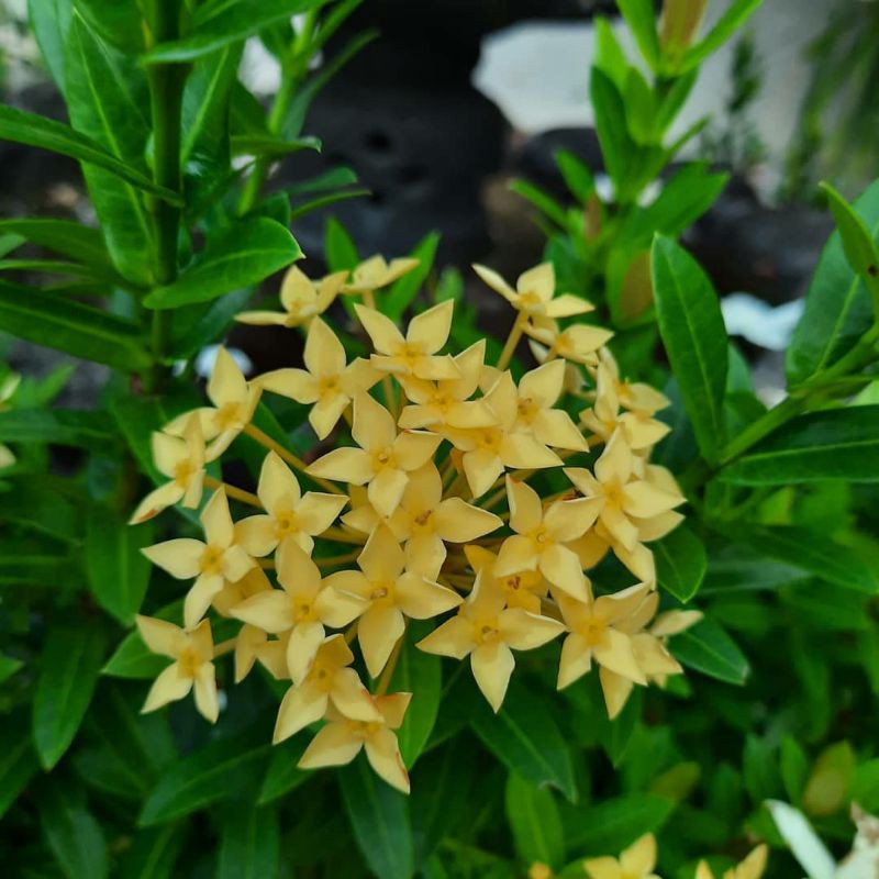 Tanaman Hias Asoka Kuning - Asoka Kuning Murah