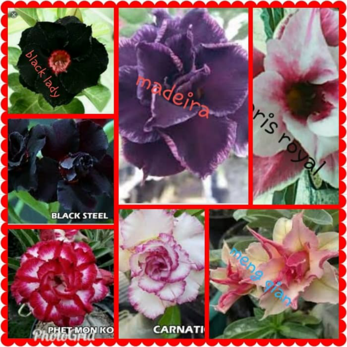 Paket 7 Bibit Bunga Adenium - Bibit Kamboja Jepang - Tanaman Hias Hidup-Bunga Hidup-Bunga Hias