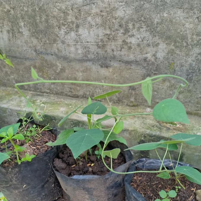 Bibit tanaman daun cincau bulu/cyclea barbata s4le