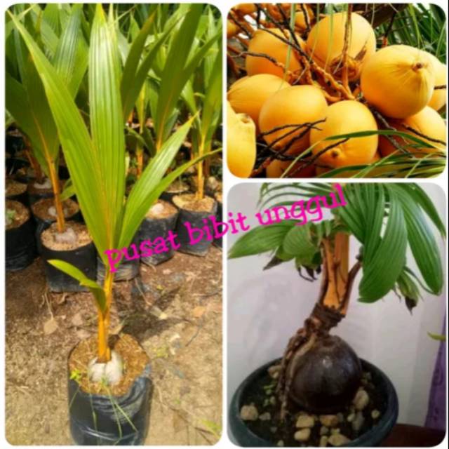 Bibit buah kelapa gading warna yg unik dan memiliki rasa air yg enak dan bisa untuk bonsai