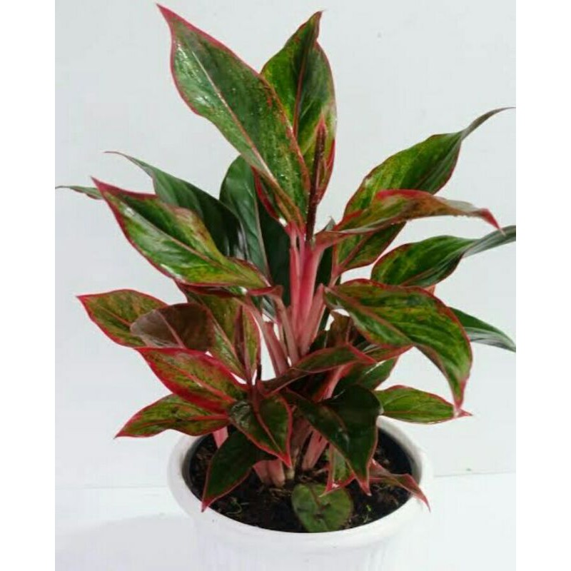aglonema Lipstik-induk-daun rimbun-Aglo