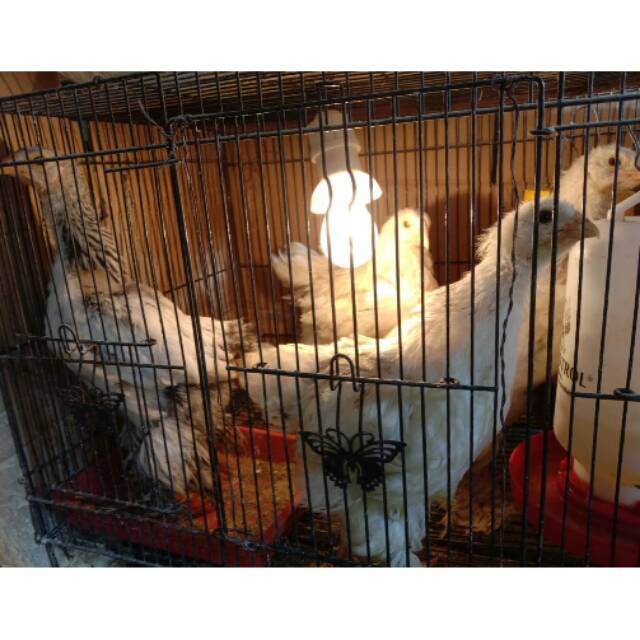 Jual Anak Ayam Brahma Light columbian Sepasang usia 2 bulan