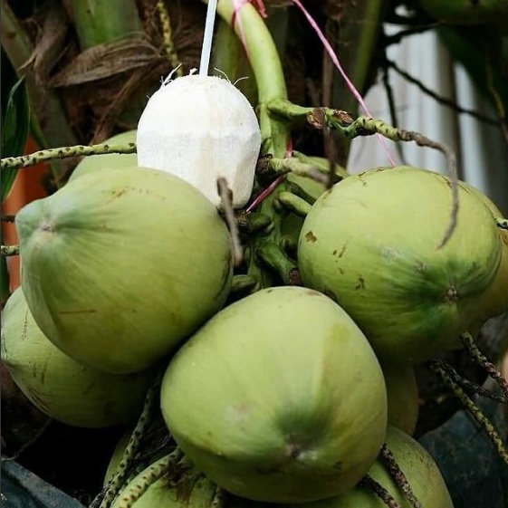 Bibit Tanaman Kelapa Genjah Entok / Tanaman Kelapa Genjah Entok Super