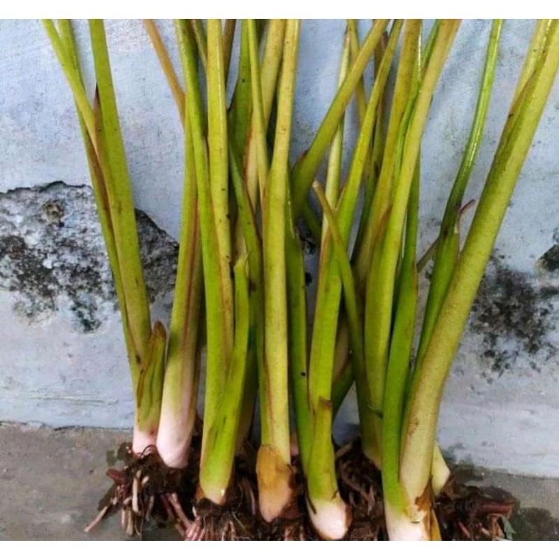 BIBIT TALAS ASLI BOGOR