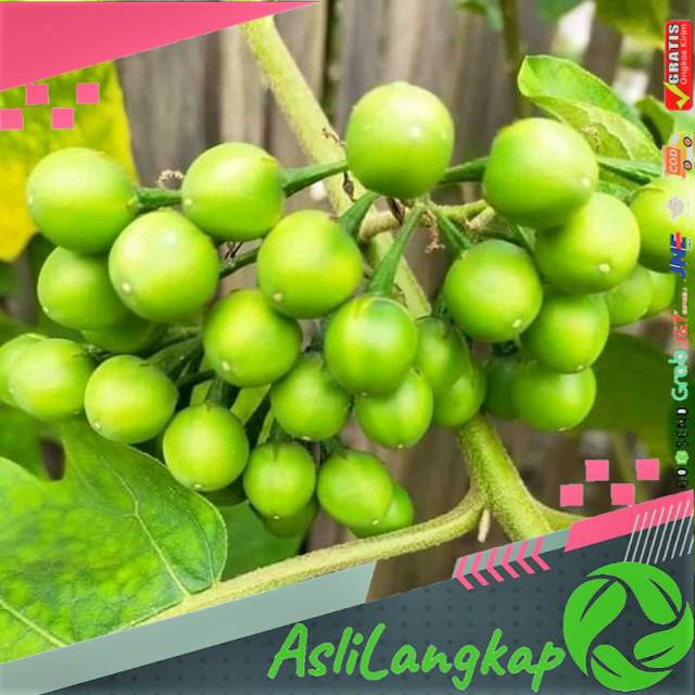 

Buah tekokak/cepokak segar(250gram)