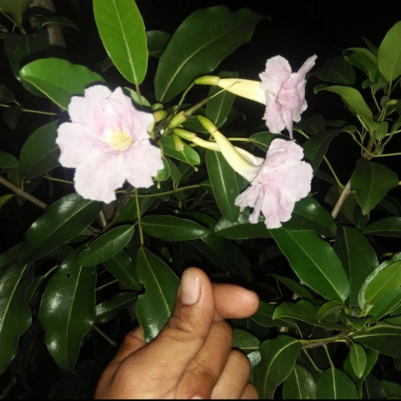 Tanaman Hias Tabebuya Bunga Putih - Tabebuya Bunga Putih
