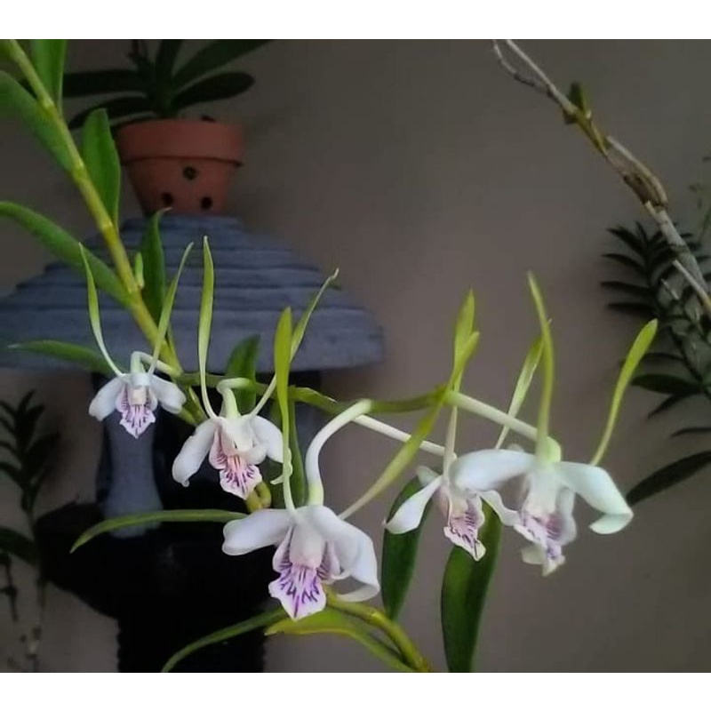 Pra Remaja Anggrek Dendrobium Spesie Antennatum