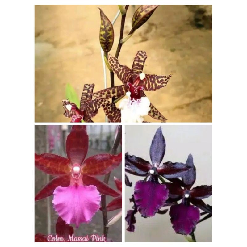 Anggrek onci oncidium MASSAI red, massai white, massai pink dewasa bervariasi