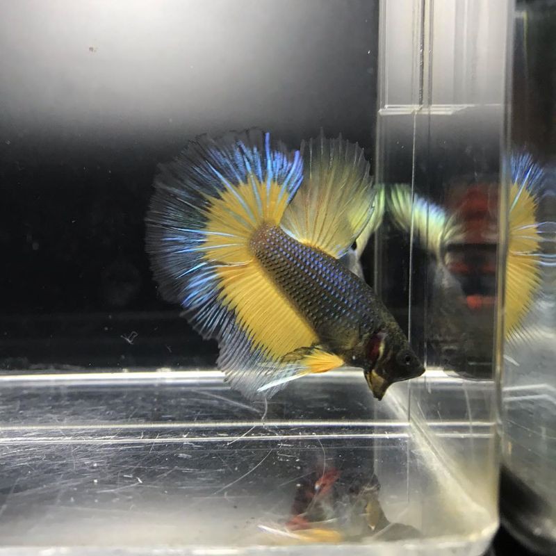 Ikan Cupang Halfmoon Mustard Gas