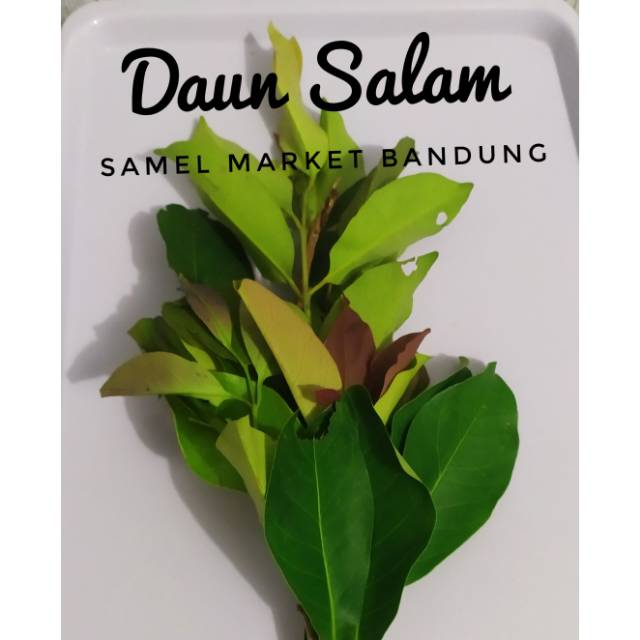 

Daun Salam