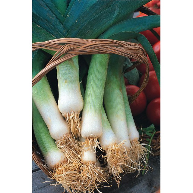 Benih Bibit Biji - Leek Musselburgh Daun Bawang Prei Besar Seeds - IMPORT