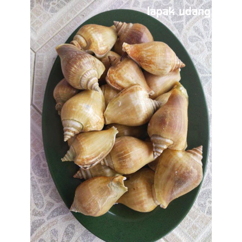 

keong gonggong 1kg sefoodd harian