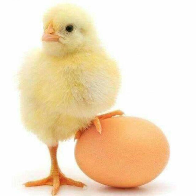 Batik Notoarto Couple Batik Ipnu - Ippnu Bahan Katun Saten Halus Tebel Kualitas