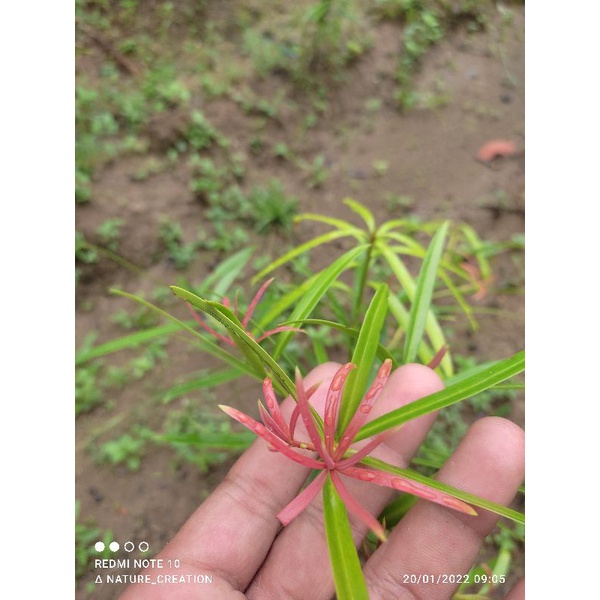 bibit lohansung pucuk merah / lohansung pucuk merah daun lokal