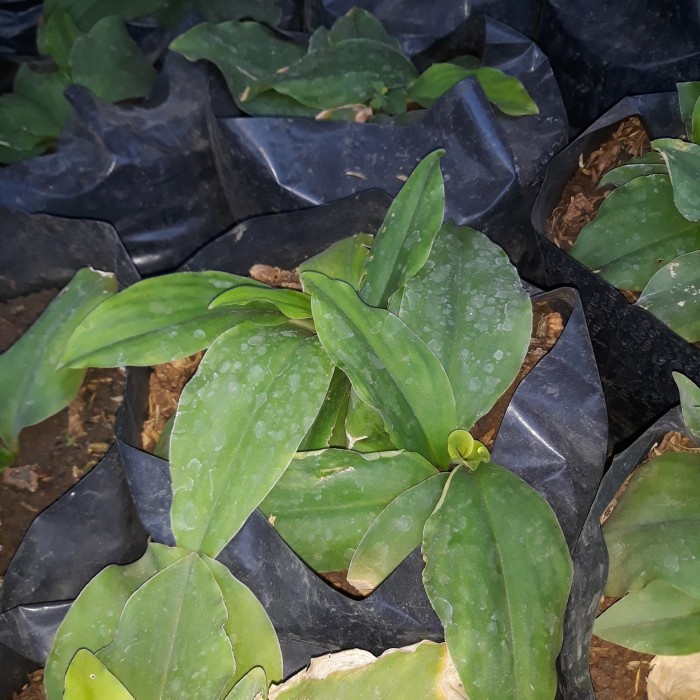 

New daun kencur fresh