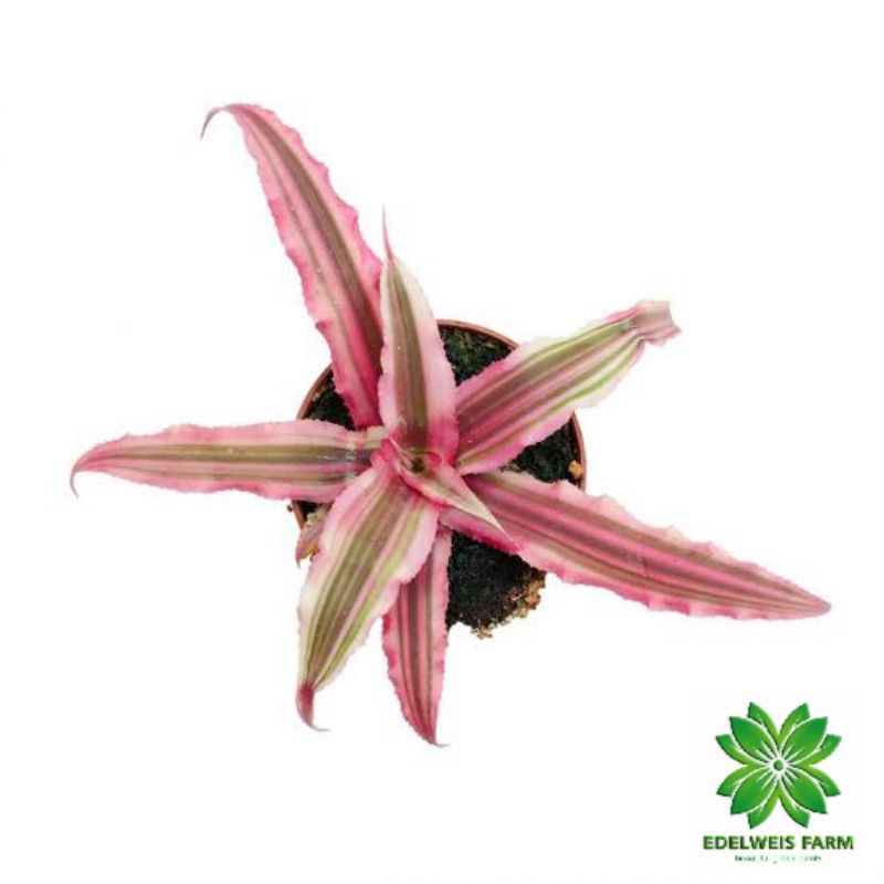 TANAMAN HIAS Bromelia Crypthantus Pink | bromelia pink