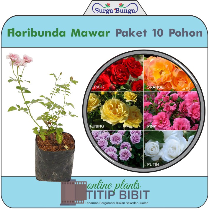 Paket Pohon Mawar Floribunda 10 pohon pilih warna