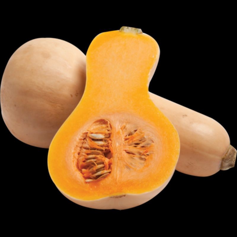 Bibit / Benih / Seeds Labu Botol Madu F1 Butternut Squash