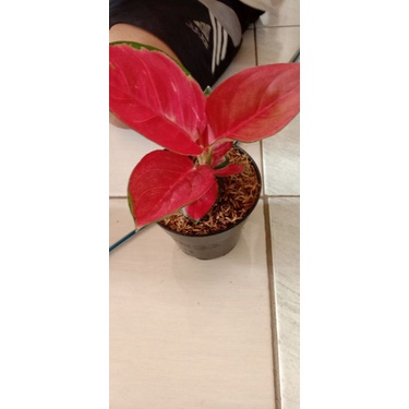 Anakan Aglonema suksom jaipong stang pendek