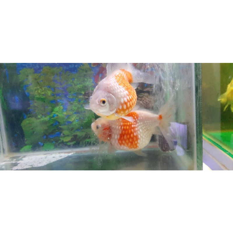 ikan koki mutiara tikus jumbo size