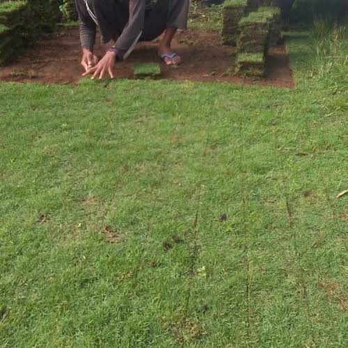 Rumput jepang 40×40cm untuk halaman rumah