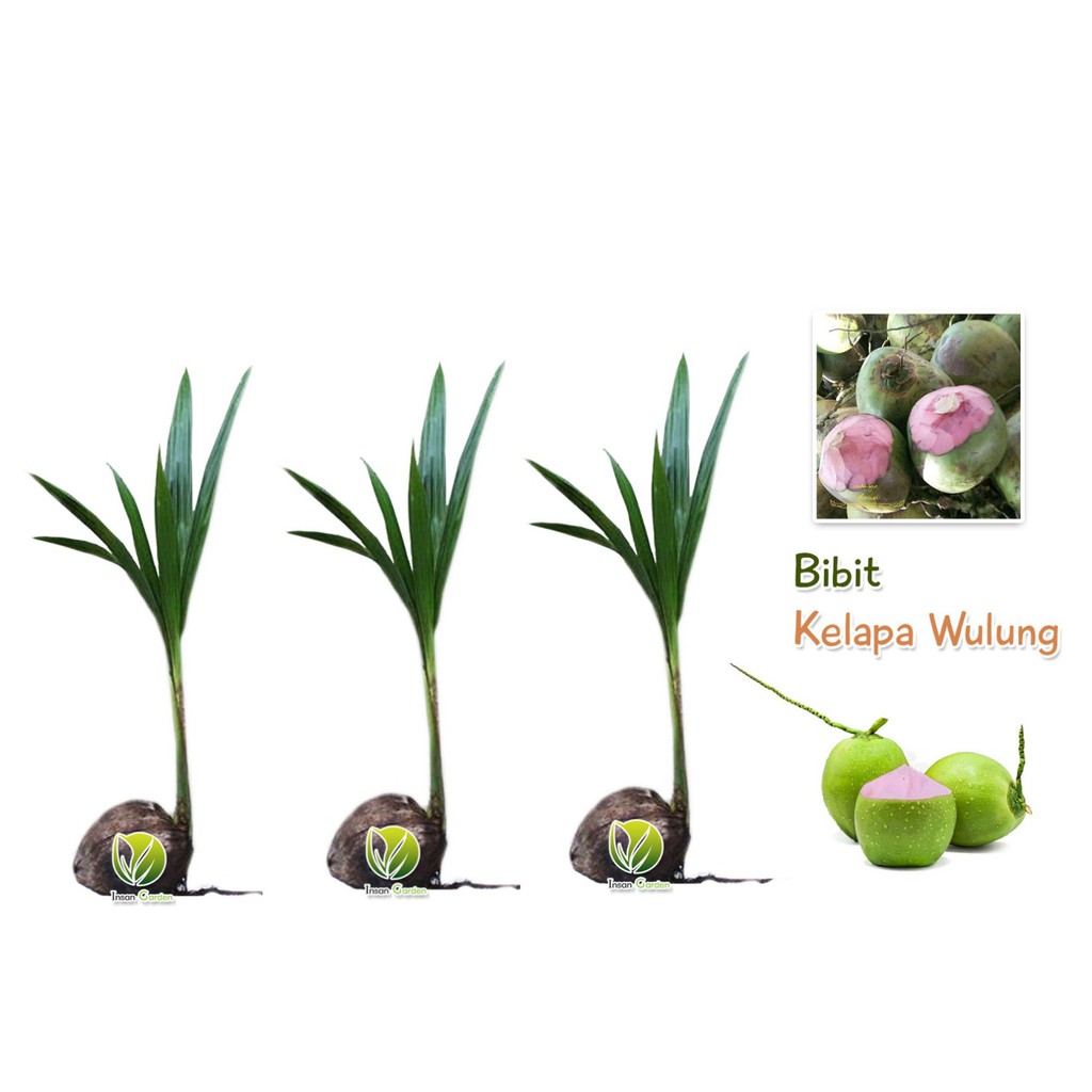 3 bibit kelapa wulung + 2 bibit sirsak madu