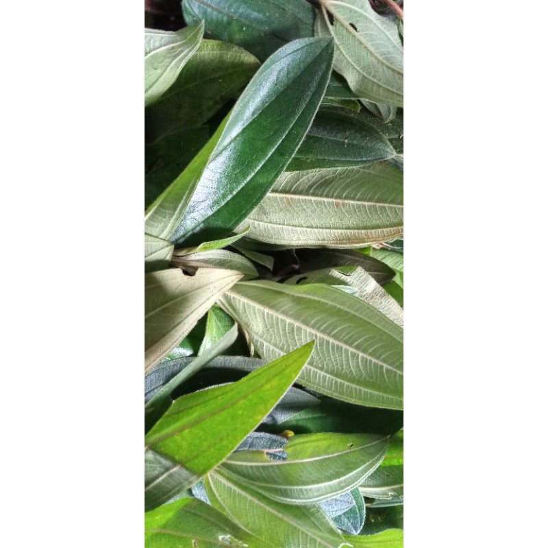 

jual daun harendong bokor daun senggani atau senduduk 1 kg press