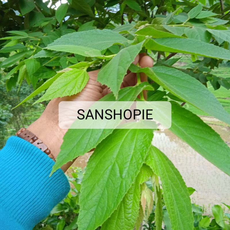 

Daun ceri atau talok segar 500 gram