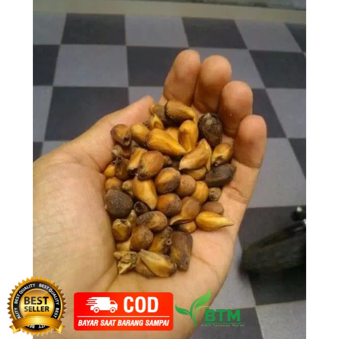 Benih biji Tanaman Pohon Gmelina/benih bibit/benih biji