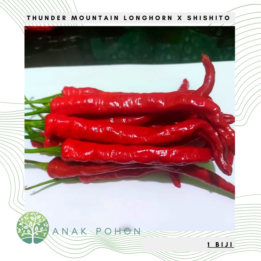 Benih Bibit Biji - Cabai Shishito x Thunder Mountain Longhorn Cabe Pepper Seeds