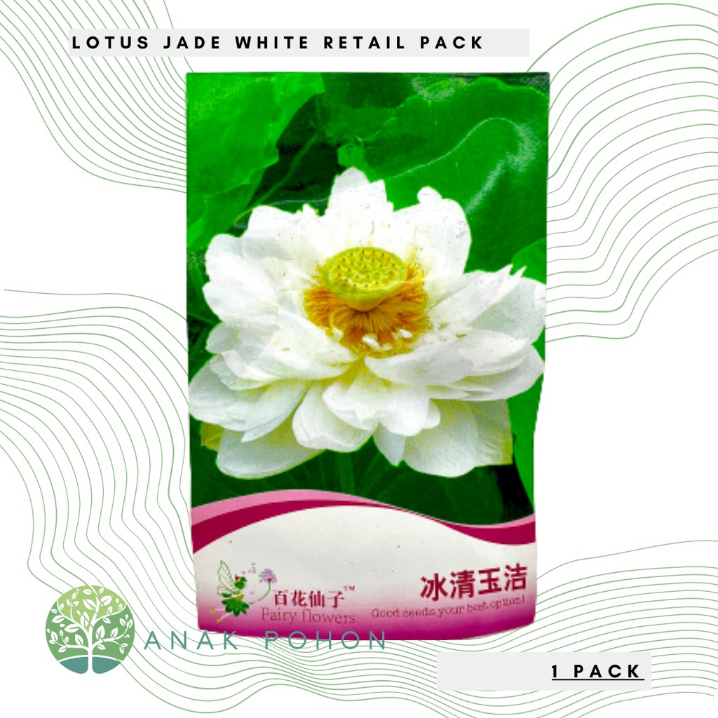 ( 1 PACK ) Benih Bibit Biji - Lotus Seroja Nelumbo nucifera Jade White Retail Pack - IMPORT