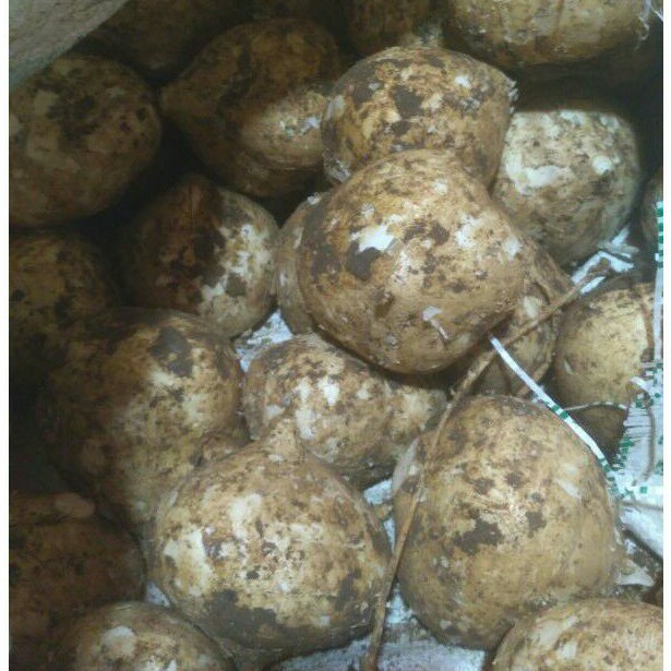 

Bengkoang segar / 1 kg