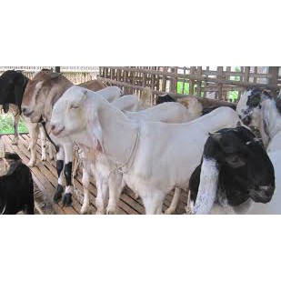 

Kambing Aqiqah