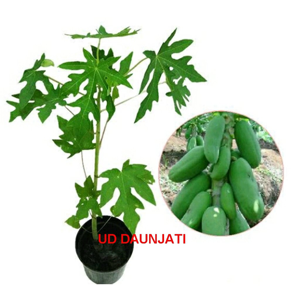 Bibit pepaya calina Ipb