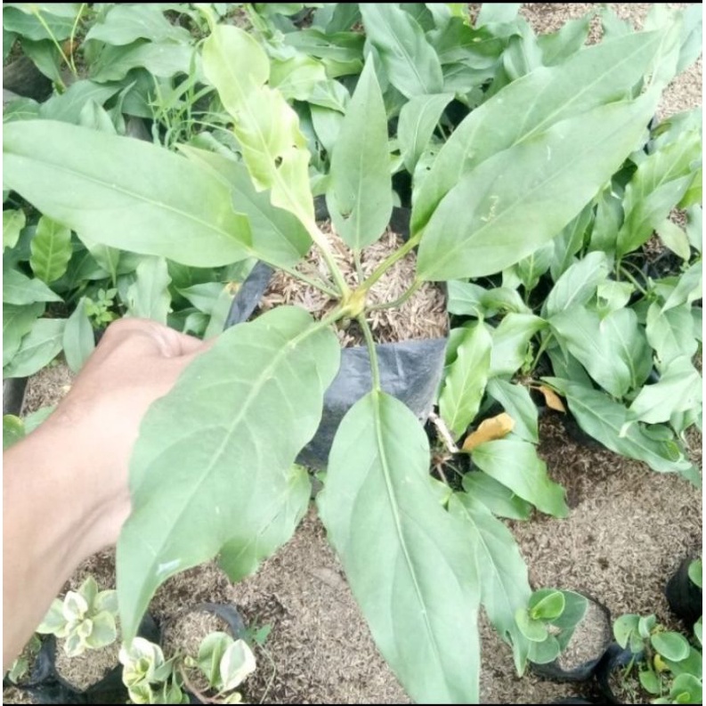 anthurium gelombang cinta, tanaman anthurium gelombang cinta