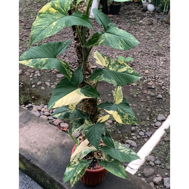 Syngonium yellow variegated