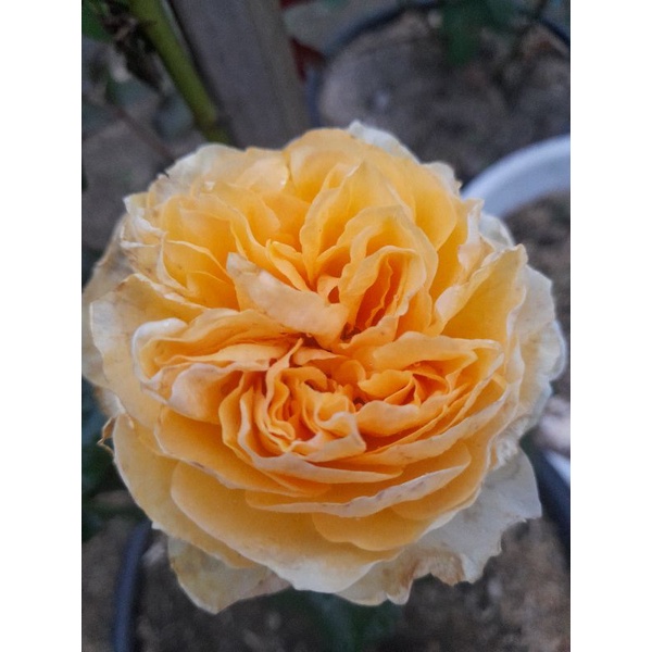 Bibit Rose Import / Bibit Bunga Mawar Import Ownroot