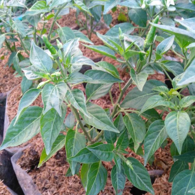 

Tanaman sayur cabe rawit sayuran bumbu dapur benih sayur cabe rawit cabe pedas