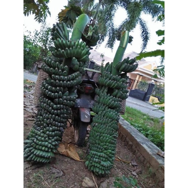 Pisang Kepok Tanjung, Jual Bibit Pisang Kepok Tanjung, Jual Bibit Pisang Kepok Tanpa Jantung