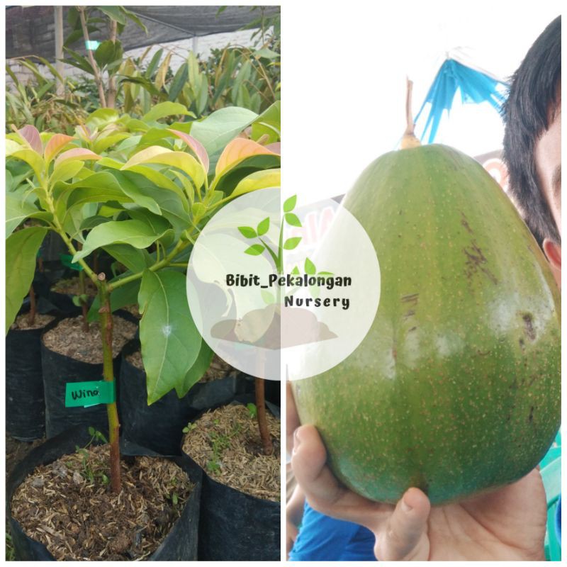 Bibit Alpukat Wina