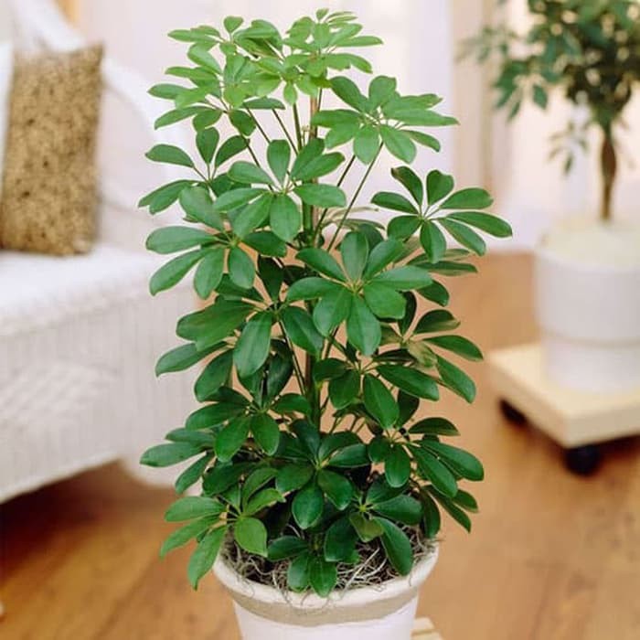 Tanaman Hias Indoor Walisongo Hijau Schefflera Arboricola Shopee Indonesia