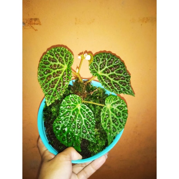 Jual begonia drakopelta Shopee Indonesia