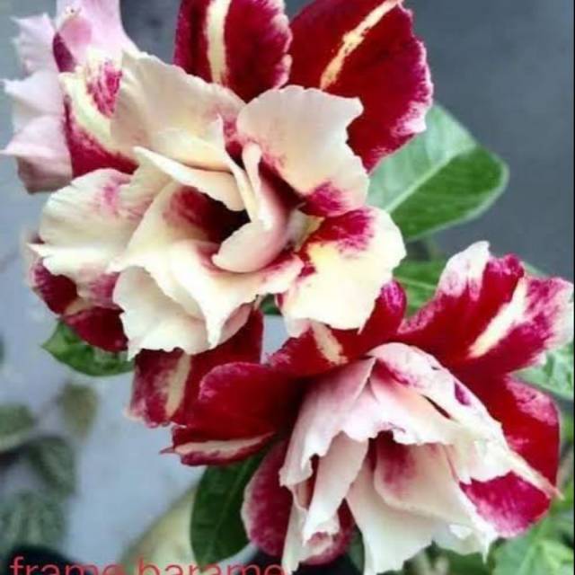 Bibit Bunga Kamboja Adenium Flame Barame - Tanaman Hias