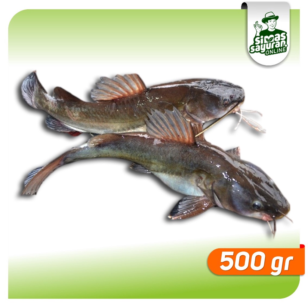 

Ikan Baung 500 gr